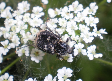 Scommessa vinta: Valgus hemipterus femmina